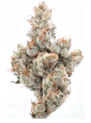 PEARADISE | 3.5G